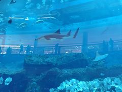 -迪拜水族馆及水下动物园