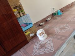-特一安24小时宠物医院·骨科·中兽医