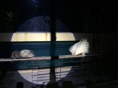 -清迈夜间动物园