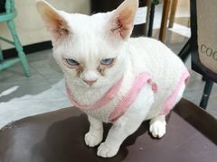 -猫小院猫主题餐厅(南锣旗舰店)