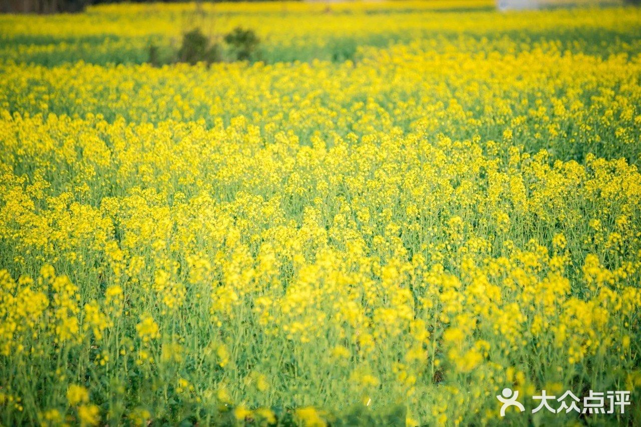 这里的油菜花灿烂了整个世界
