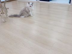 -1013 PET SHOP 宠物商店(近铁城市广场店)
