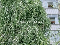 -四川大学(望江校区)