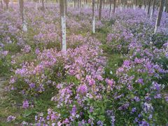 -白塘生态植物园