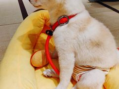 -逗柴咖啡屋·狗咖猫咖宠物桌游
