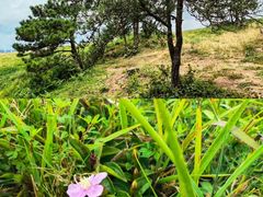 -仰天湖大草原