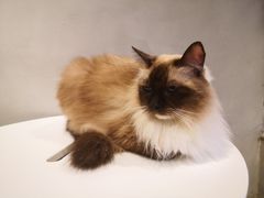 -猫儿山۰猫主题餐厅