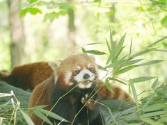 -都江堰中华大熊猫苑