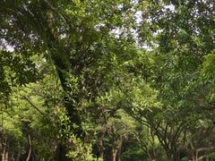 -东莞市大岭山森林公园