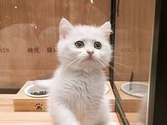 -袖虎·猫馆(体育西路店)