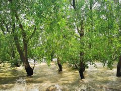 -宝安西湾红树林湿地公园