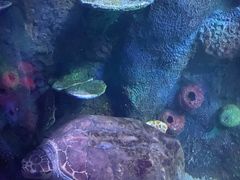 -悉尼海洋生物水族馆