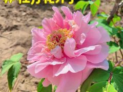 -南海子公园
