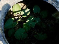 -梧桐山风景名胜区