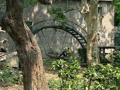 -成都动物园