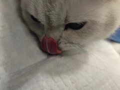 -睿金宠物医院·CT·肿瘤·骨外科
