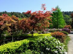 -铁山坪森林公园