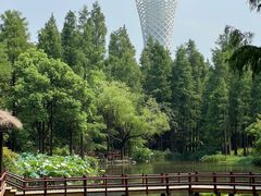 -上海滨江森林公园