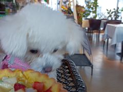 -百好乐宠物友好餐厅(朝外大街店)