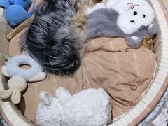 -宠福鑫康馨动物医院·骨科·眼科