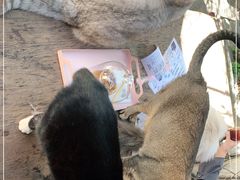 -喵屿·大理花园猫咖