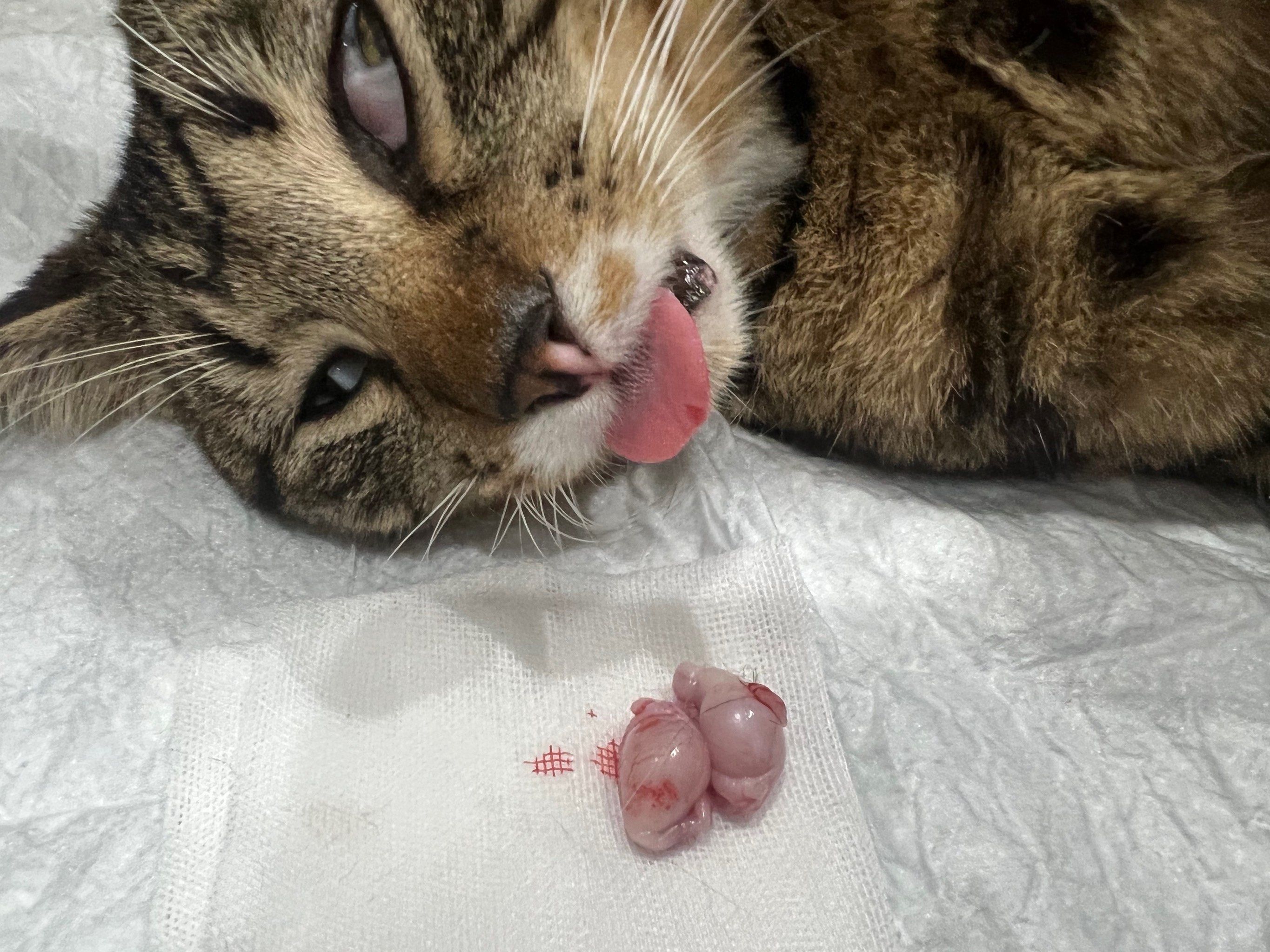 吸人狂猫李白变身李公公