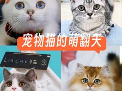 -lincat·猫舍(广州店)