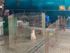 -柴犬高等学院·狗咖·柴犬售卖·宠物训练