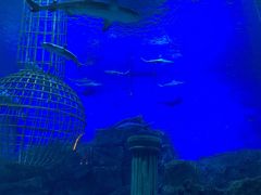 -芜湖新华联大白鲸海洋公园