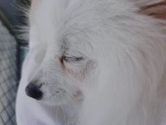 -怪兽屋·羊驼·猫咖·狗咖(俊华广场店)