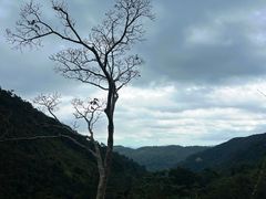 -海南热带雨林国家公园吊罗山景区