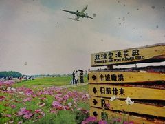 -空港花田景区