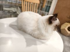 -楼上猫咖(罗湖店)