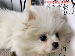 -宠颐生宠物医院外科·内科·皮肤科·影像科(石龙店)