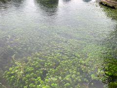 -靖西鹅泉风景区