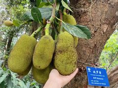 -中国科学院西双版纳热带植物园