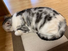 -猫和宫(六道口店)