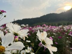 -径山花海