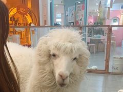 -Honey Bacca 哈尼芭卡高端萌宠(朝阳大悦城店)