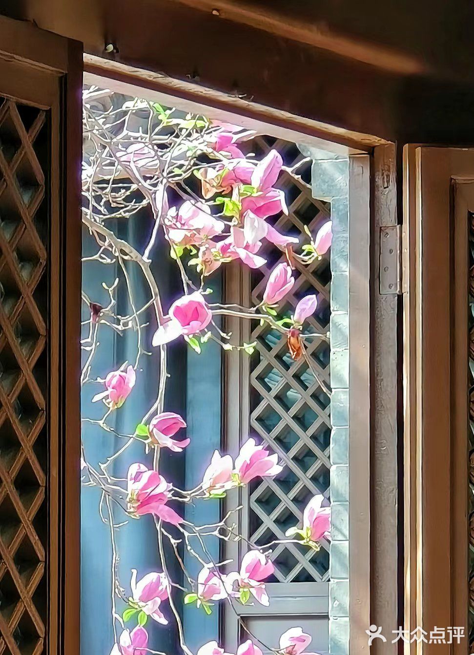 我的春日crush|开满红玉兰的院子美绝了❗