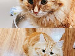 -MOCHA明星猫咖(田子坊店)