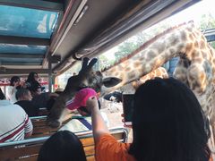 -清迈夜间动物园