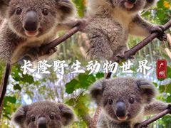 -广州长隆野生动物世界
