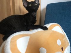 -山宅一喵德文卷毛猫舍
