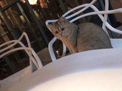 -喵屿·大理花园猫咖