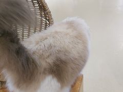 -藏猫猫咖啡主题馆(中央大道店)