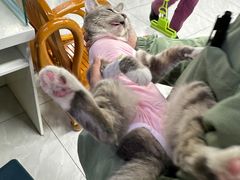 -达爱动物医院·犬猫分区·CT·复杂眼科(远洋山水分院)