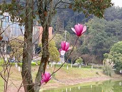 -铁山坪森林公园