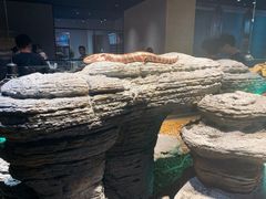 -帕帕拉兹宠物(亚洲旗舰店)