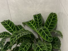 -循礼门鲜花花市(武汉循礼门店)